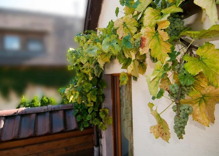 Weingut Landmann Fribourg im Breisgau